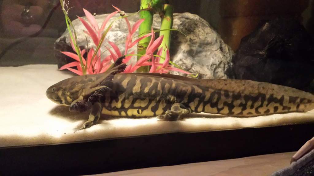 Kumi 1 (3 15 2014) Day 27