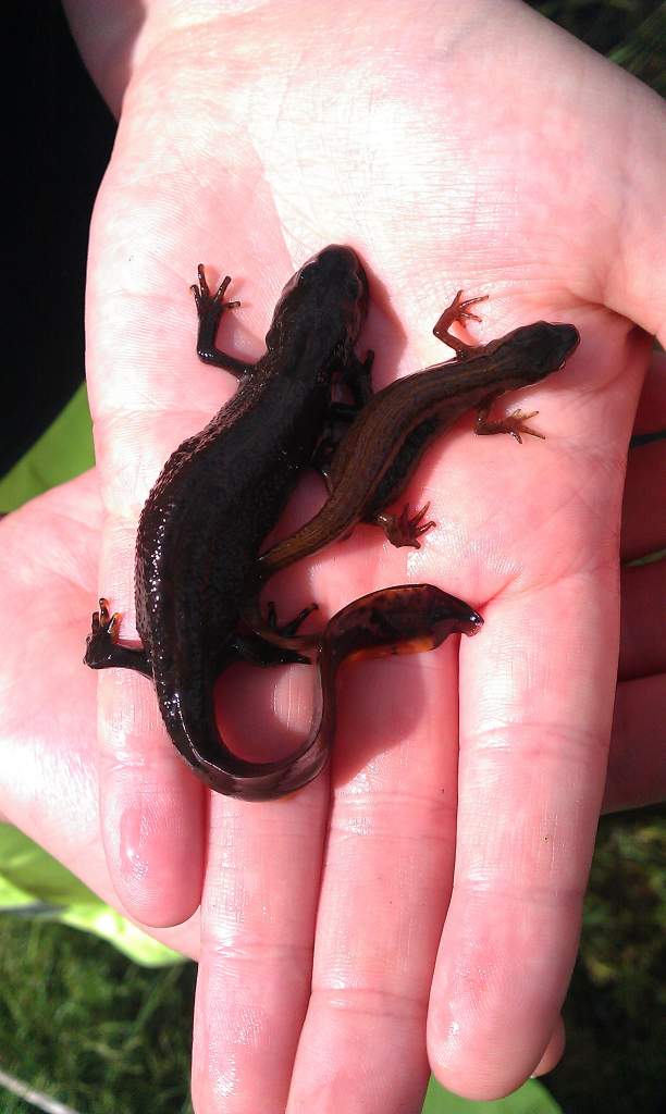L. vulgaris and T. cristatus comparison