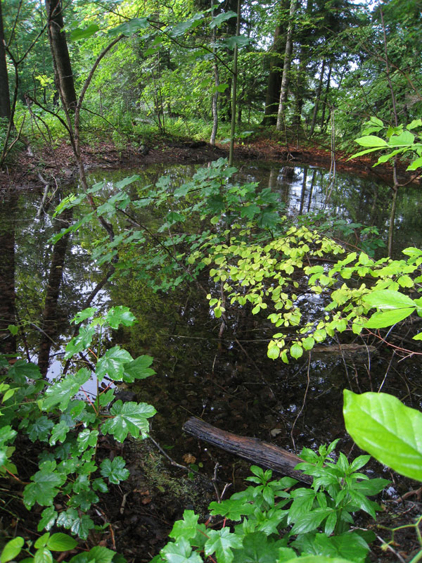 L. vulgaris habitat.
