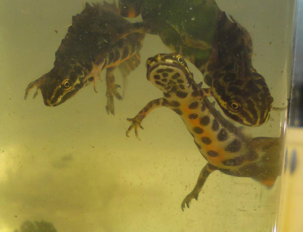 L. vulgaris