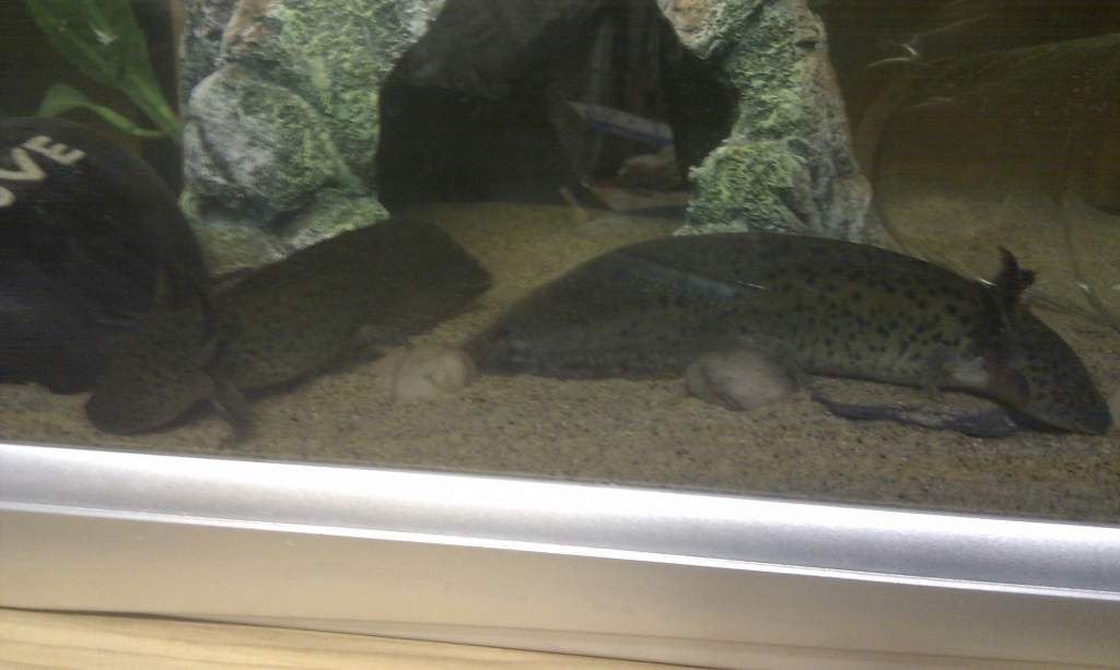 Lacelot And Eric