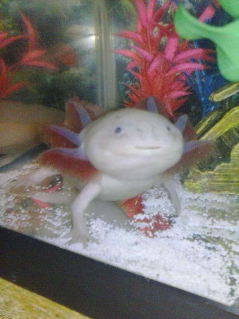 Lapis
Female Axolotl
Leucistic

Adorable lil' cutie!