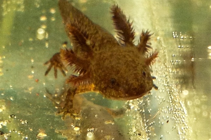 Large larvae