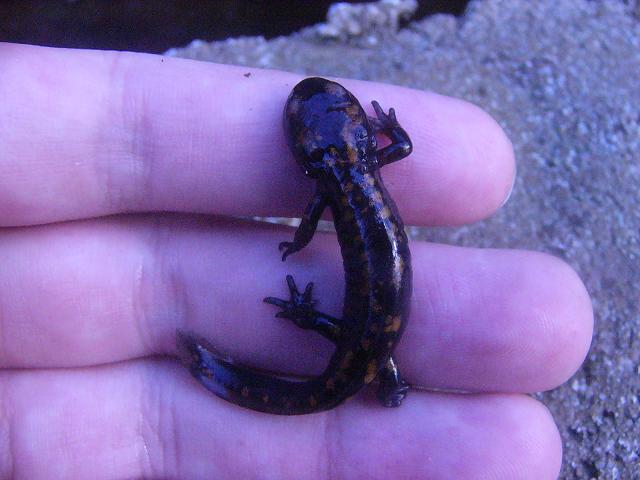 Large S.s.fastuosa aquatic metamorphic