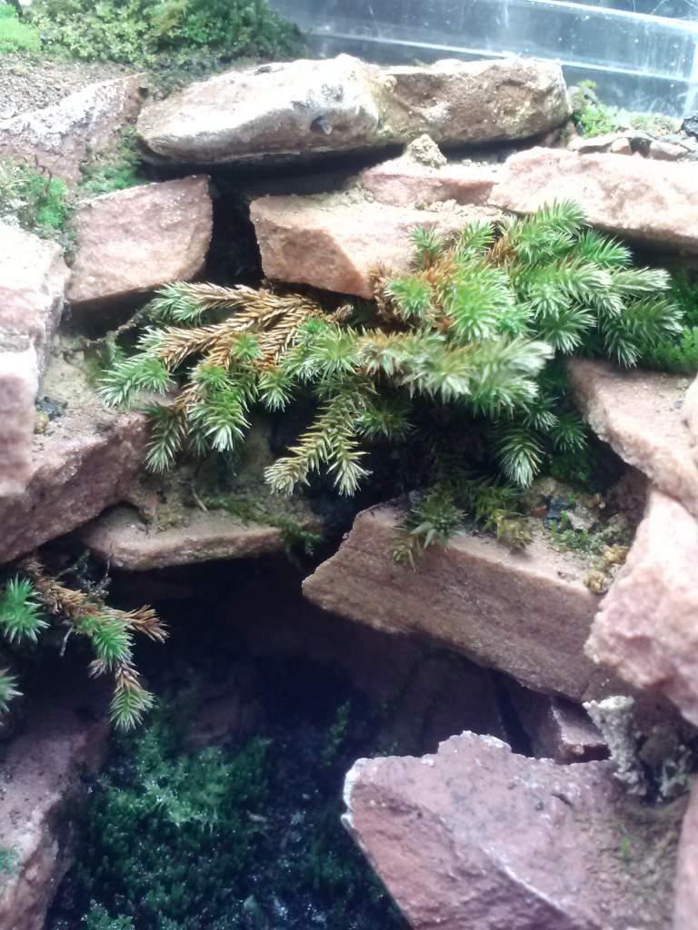 Large scale moss