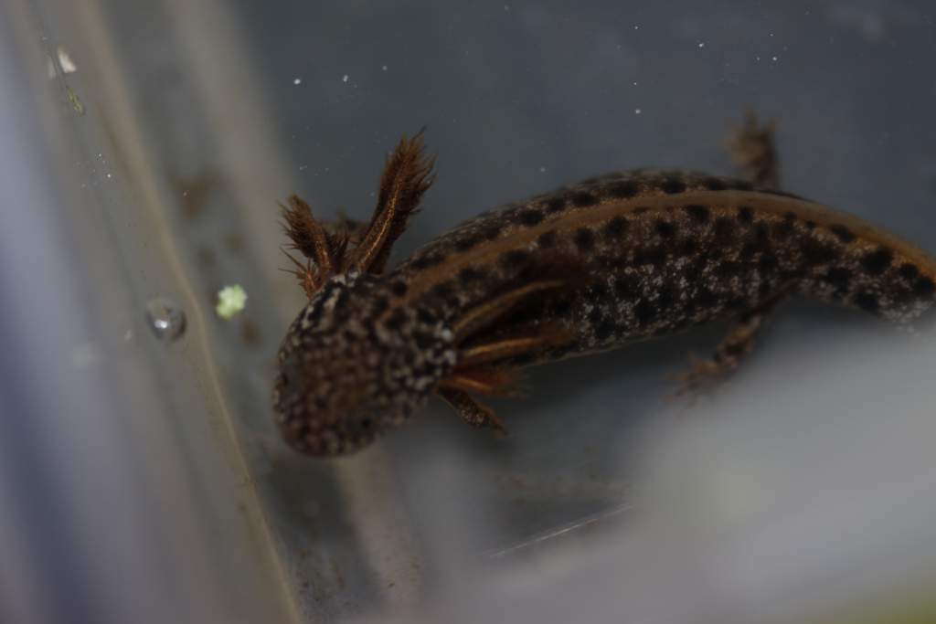 Large T. dobrogicus larva developing color (wish they stayed this way!)