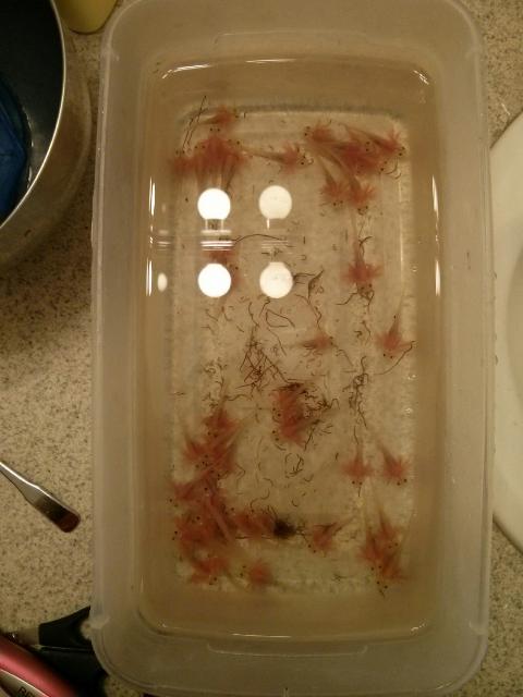 Larger axy babies from this batch.