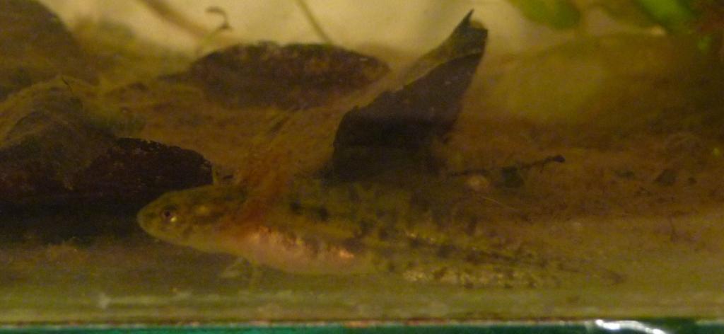 Larva at day 38: approx 25mm long; fore legs and gills well developed. Note greenish hue - possibly from eating daphnia which were also bright green f