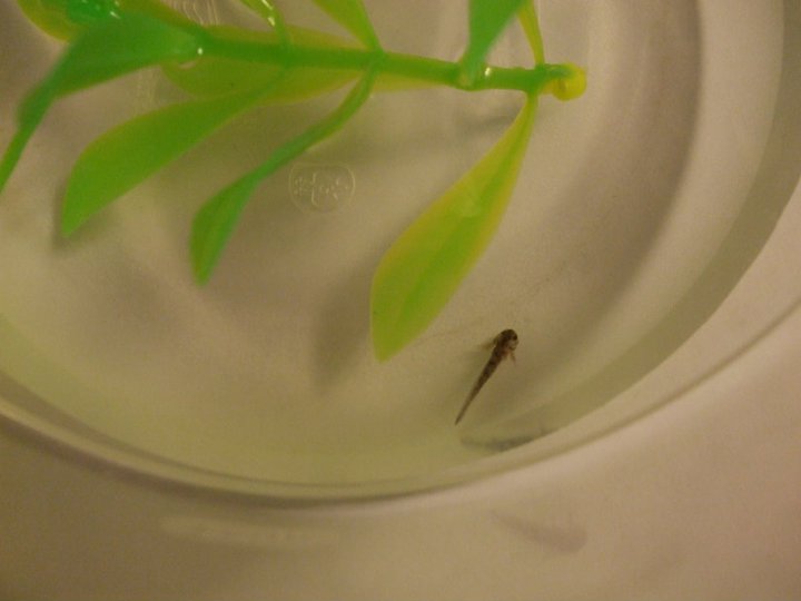 Larva, Day 1.