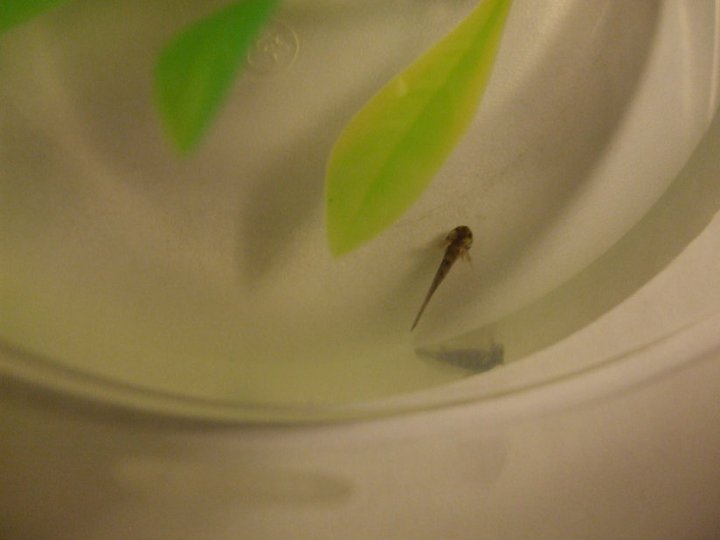 Larva, Day 1.