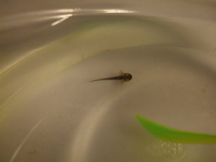 Larva, Day 1.
