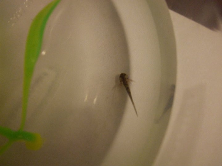 Larva, Day 1.