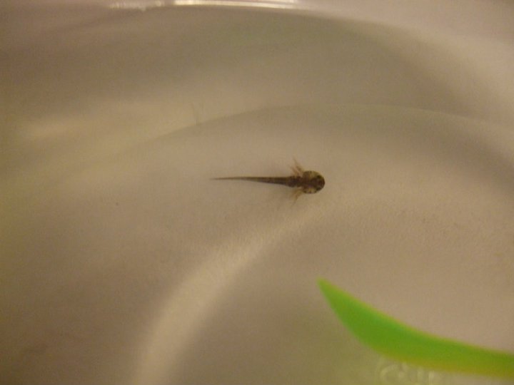 Larva, Day 1.