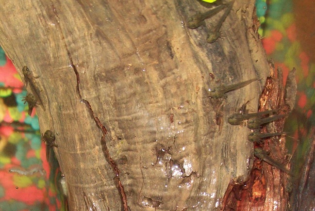 Larvae gathering at the wood in their tank