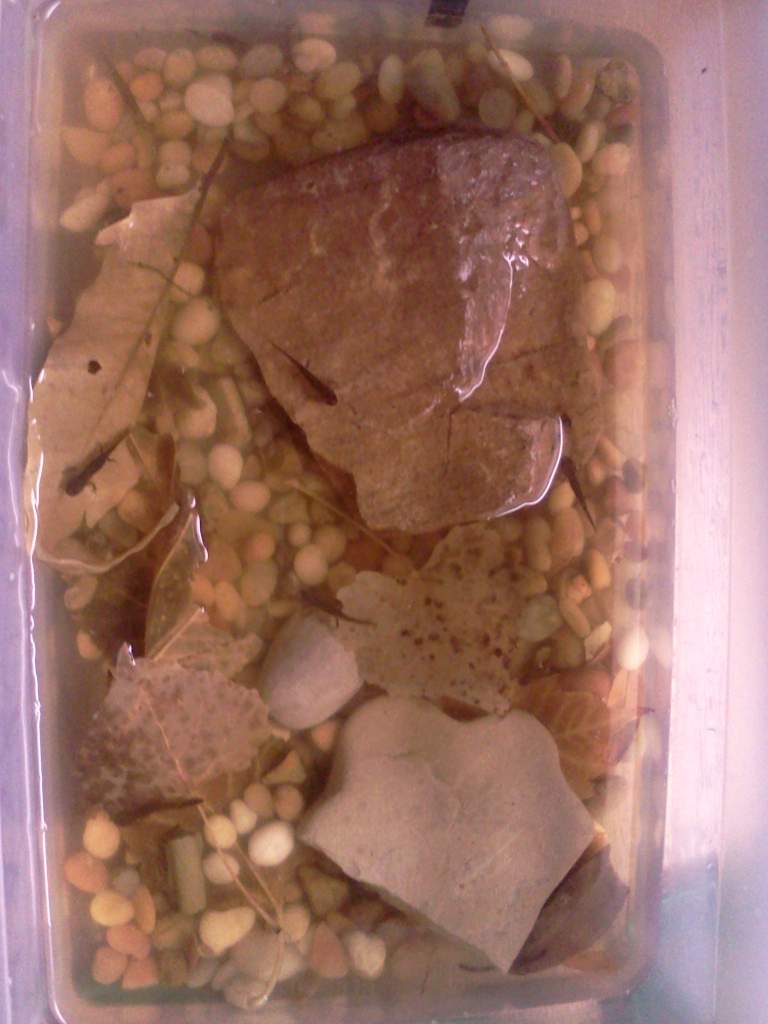 Larvae tank