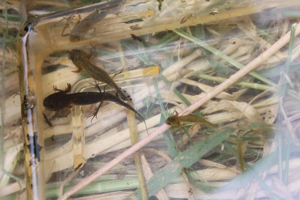 Larvae