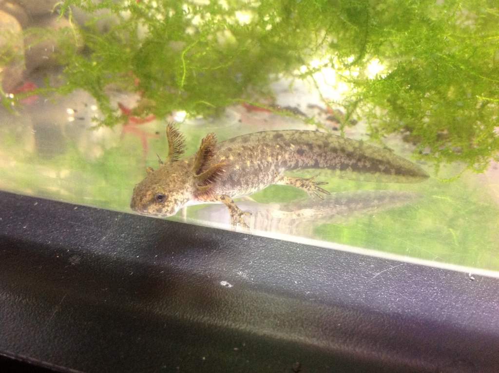 Larvae