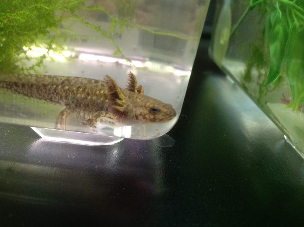 Larvae