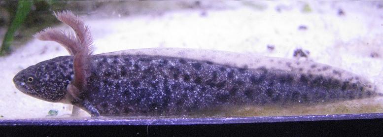 Larvae