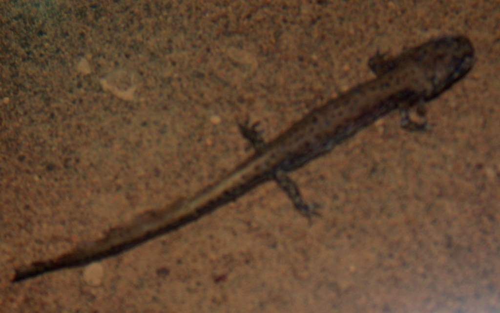 Larval dark sided salamander