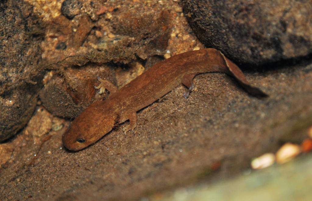 Larval Dicamptodon tenebrosus