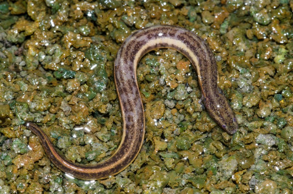 Larval Everglades dwarf siren.