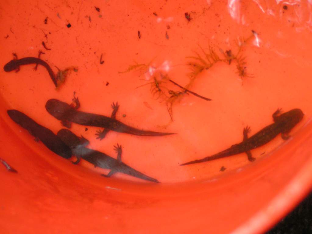Larval Pacific Giant Salamanders (Dicamptodon tenebrosus) and a Coastal Tailed Frog tadpole (Ascaphus truei)
