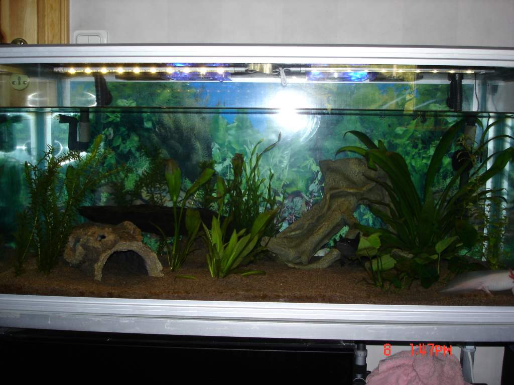 latest pic of my tank