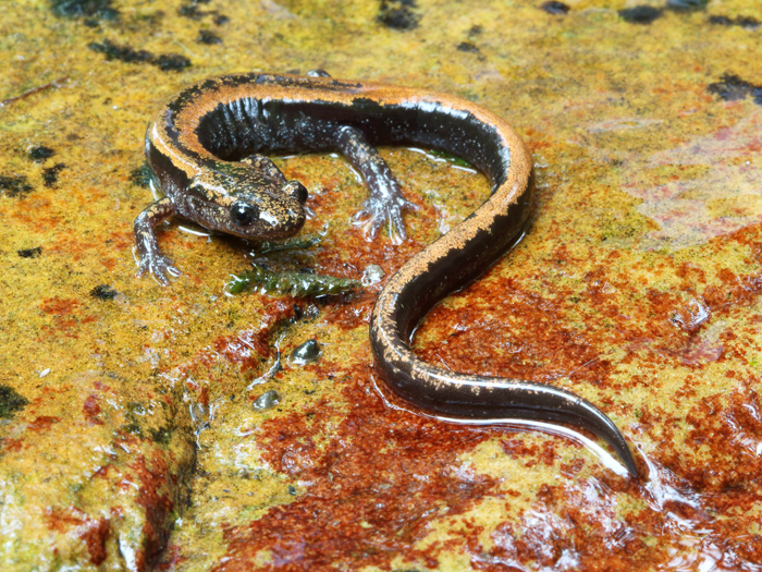 Laura Tiemann Chioglossa lusitanica