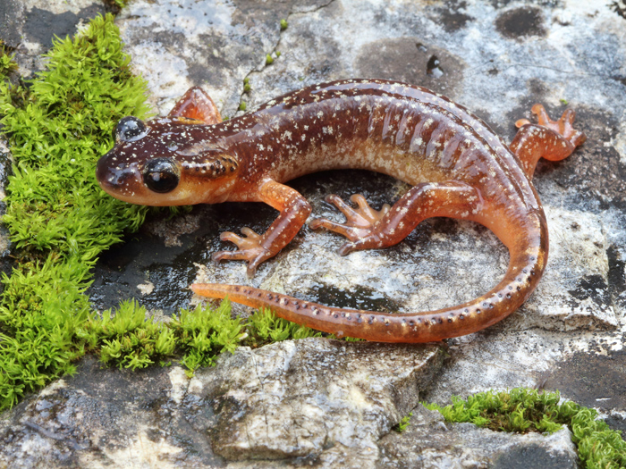 Laura Tiemann Lyciasalamandra irfani