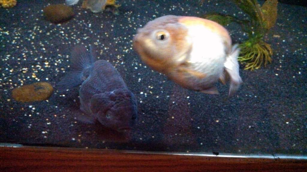 Lavender and black females 4"