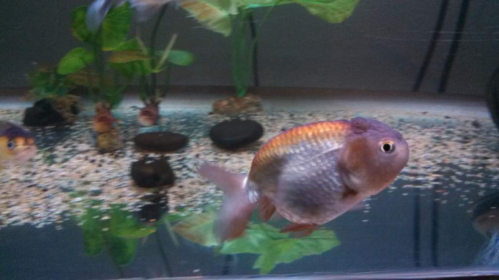 Lavender female