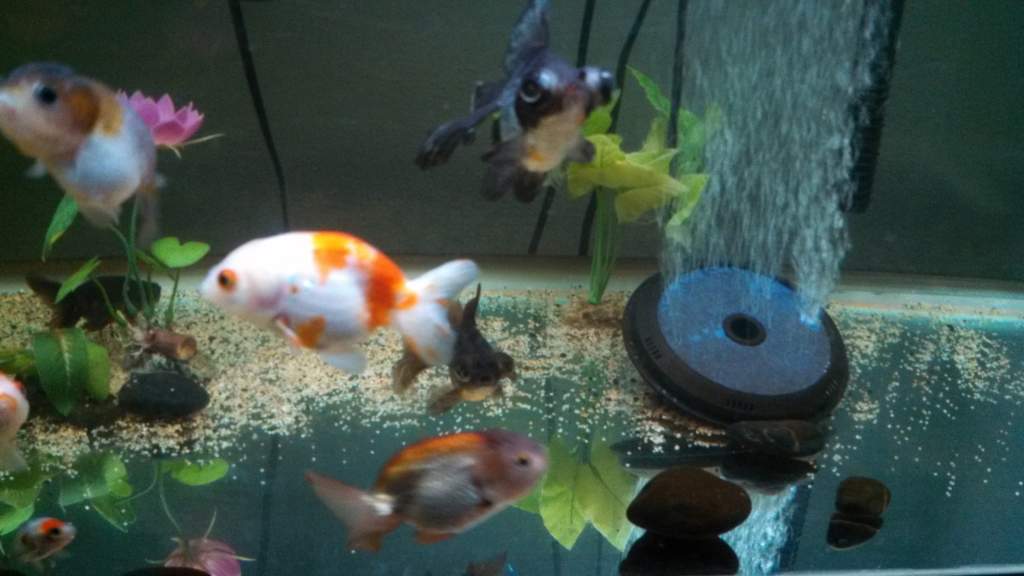 Lavender, sakura, and crystal female ranchu with huge blue female butterfly telescope.