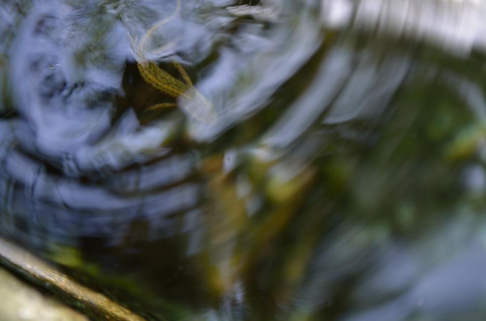 Lboscaiwater1