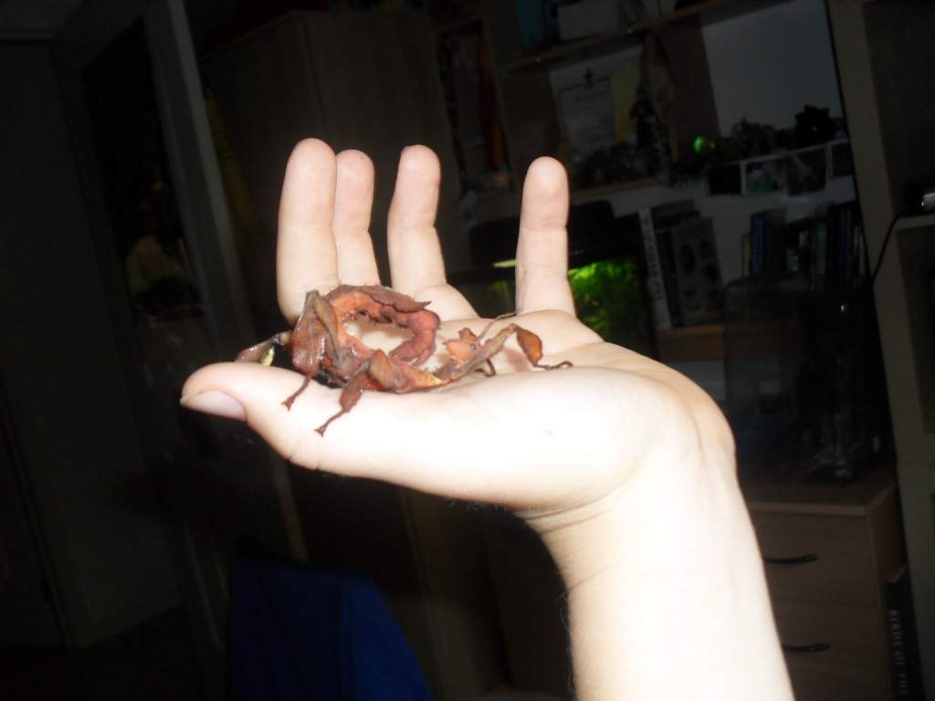 leafy, My pet stick insect, Extatosoma tiaratum