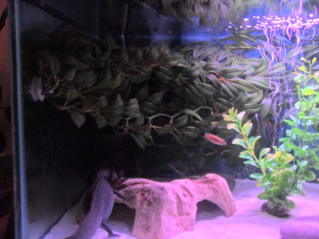Leafy things cave and Gomez
