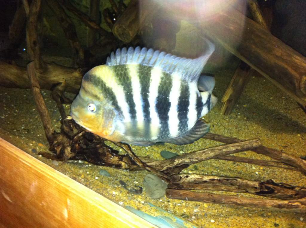 LEE AMPHILPHUS HOGABOOMARUM