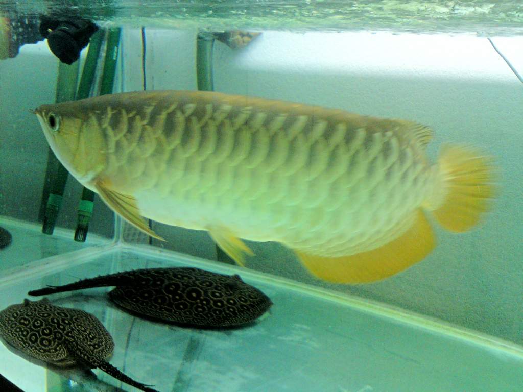 LEE AROWANA