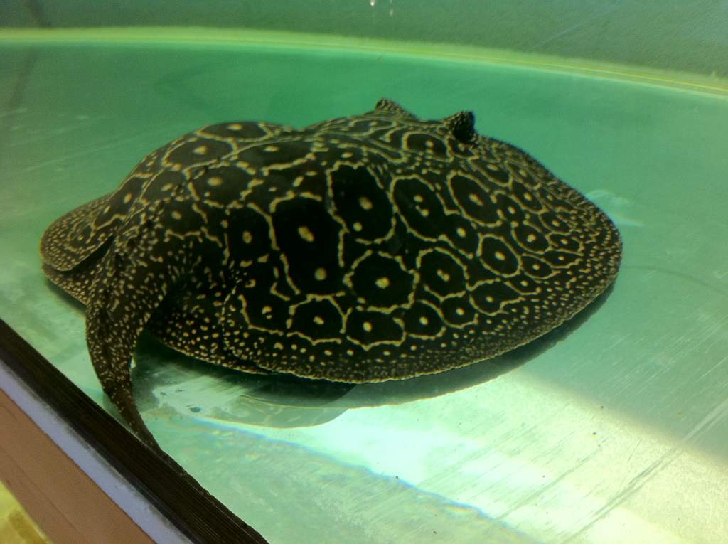 LEE FEMALE PEARL PREGO