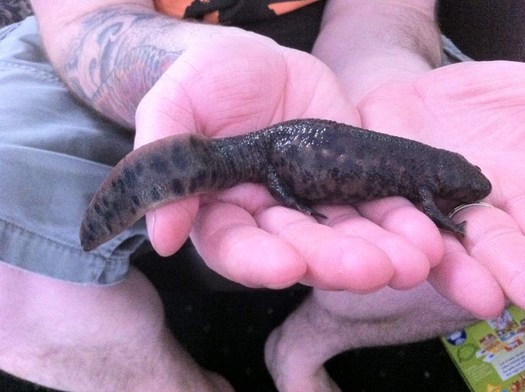 LEE HOLDING WALTL