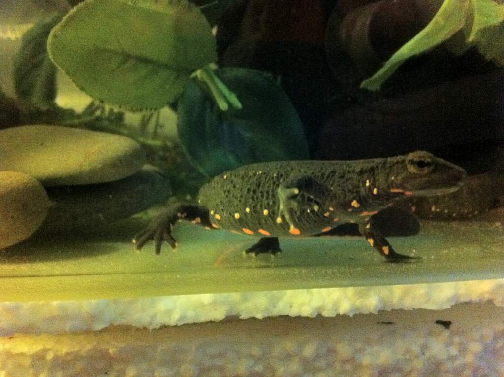 LEE WARTY NEWT 1