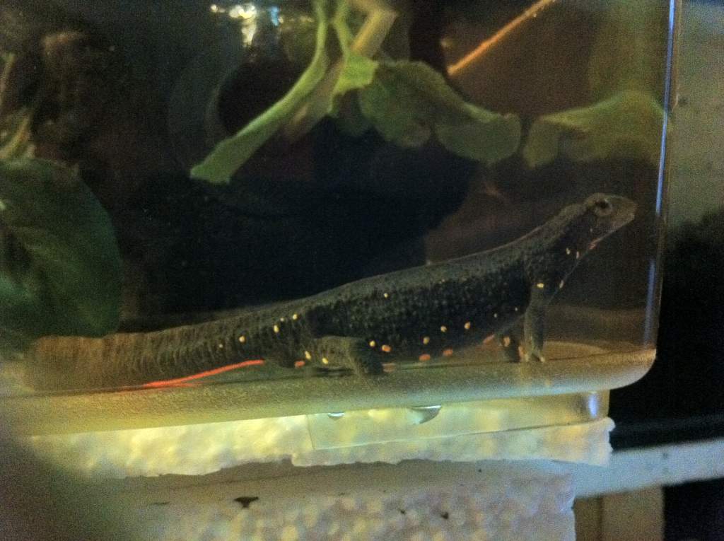 LEE WARTY NEWT