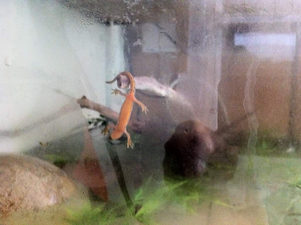 LEE YOUNG ALPINE HANGING ABOUT