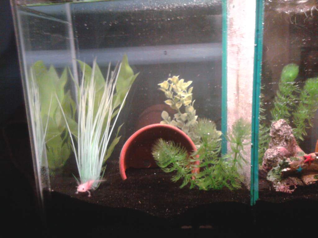 Left side of tank, for the leucistic axolotl