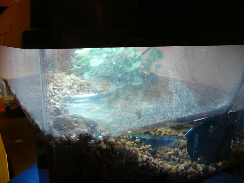 left side of toad enclosure - houses Bombina orientalis - original home of newt, but now I know better than keeping them together - this side has a ca