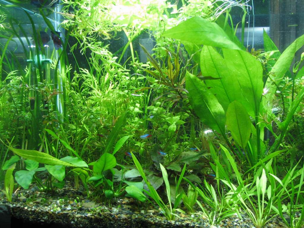left side. The floating plants are a large raft of Bacopa australis grown up from the substrate. In the back are Ceratopteris thalyctoides and Vallisn
