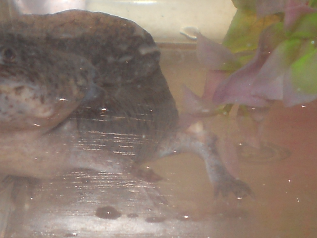 Leg-bone. Sorry about the plastic container, it is his eating place.