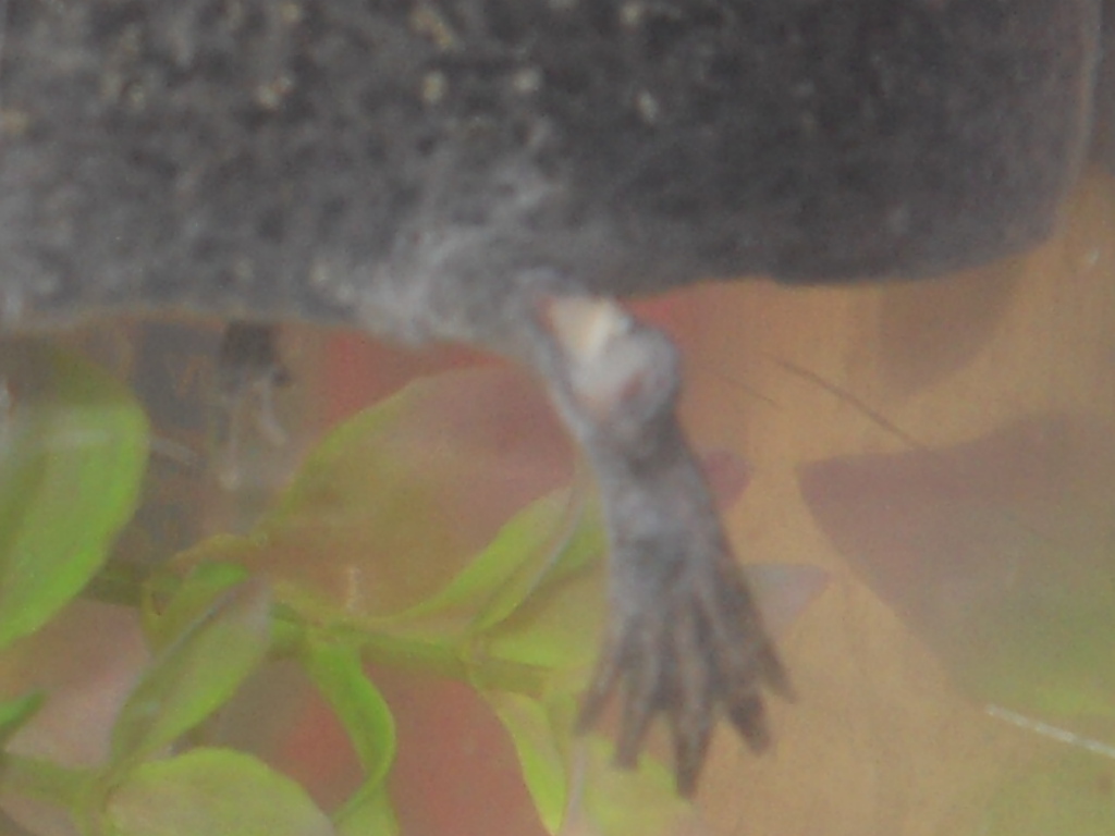 Leg-Bone..