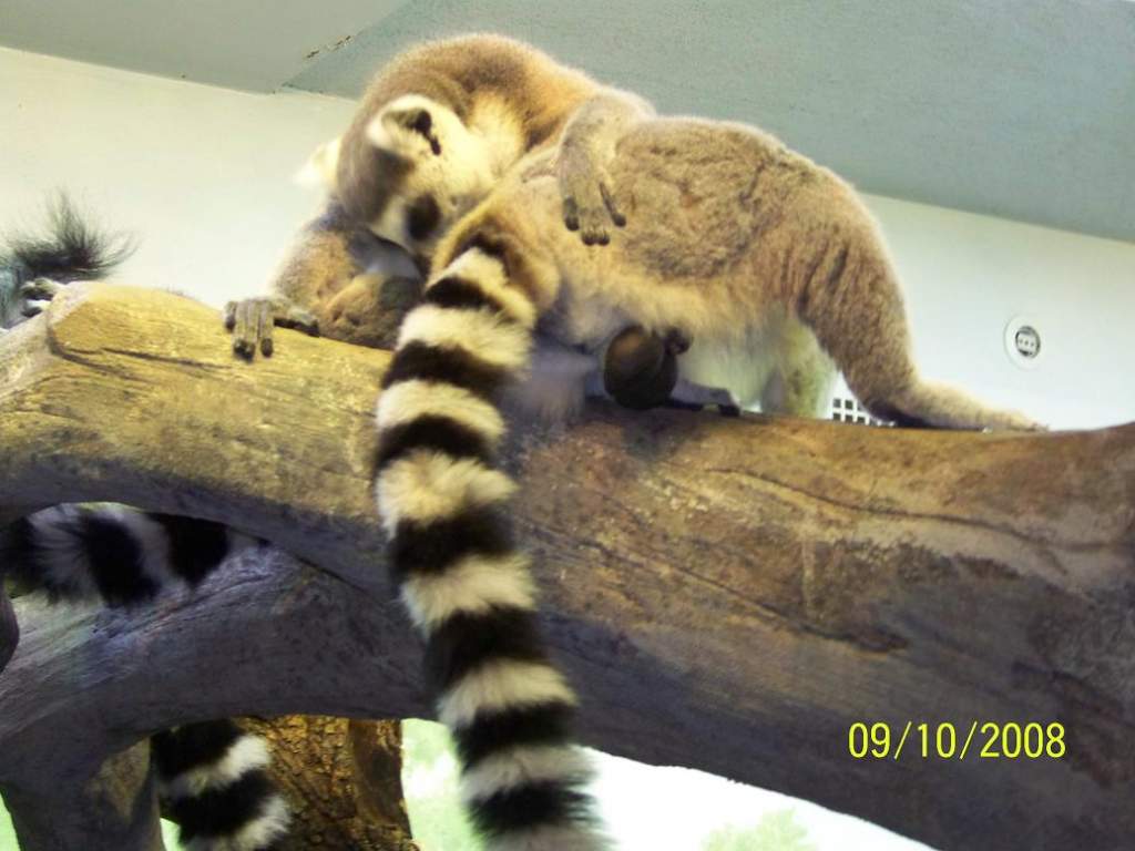Lemur