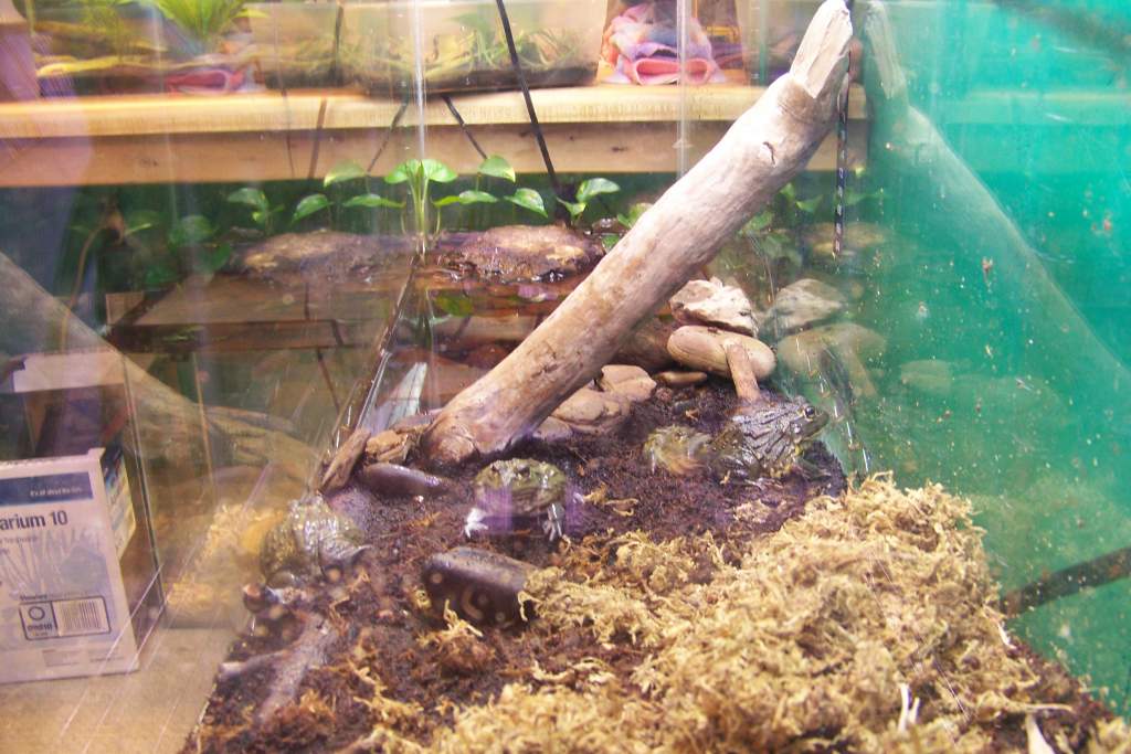 Length view of 40 breeder African Bullfrog tank